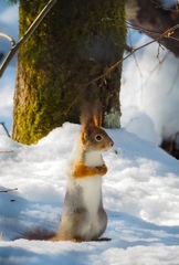 Sciurus vulgaris