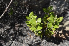 Phylica buxifolia