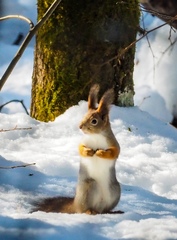 Sciurus vulgaris
