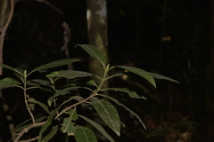 Psychotria loniceroides