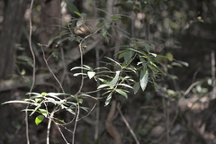 Psychotria loniceroides