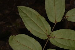Ripogonum elseyanum