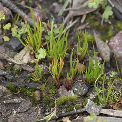 Centrolepis aristata