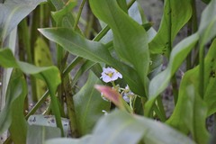 Sagittaria sanfordii