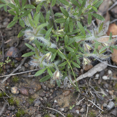 Xanthosia huegelii