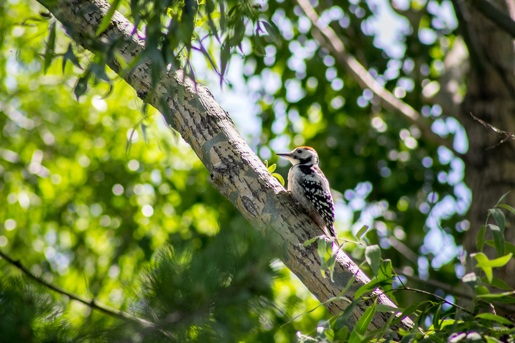 White-backed Woodpecker illustration