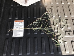 Euphorbia florida
