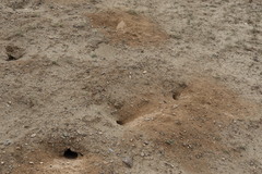 Marmota