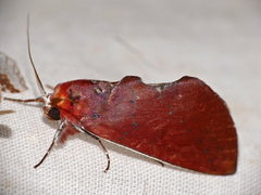 Hemiceras conspirata