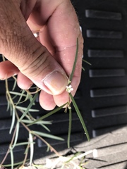 Euphorbia florida