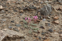 Astragalus infractus