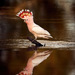 Eastern Pink Cockatoo - Photo (c) Michael Hains, some rights reserved (CC BY-NC), uploaded by Michael Hains
