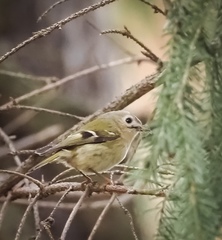 Regulus regulus