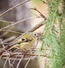 Regulus regulus