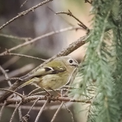 Regulus regulus