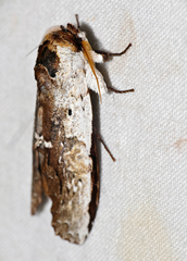 Lirimiris lignitecta