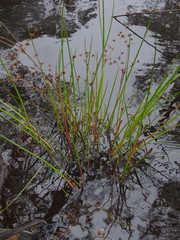Juncus holoschoenus