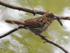 Melospiza georgiana georgiana