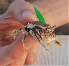 Matuta victor