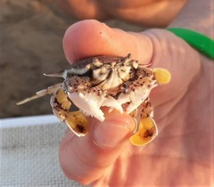Matuta victor