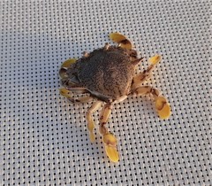 Matuta victor