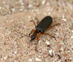 Afronycha emarginata