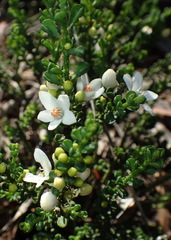 Philotheca verrucosa