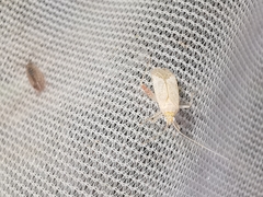 Phytocoris meridionalis