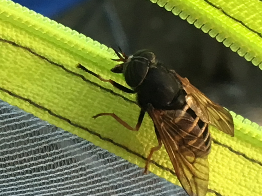 Yellowjacket Horse Fly