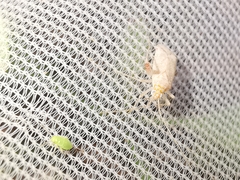 Phytocoris meridionalis