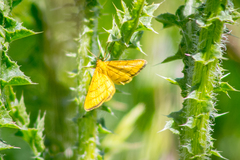 Idaea aureolaria
