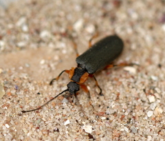 Afronycha emarginata