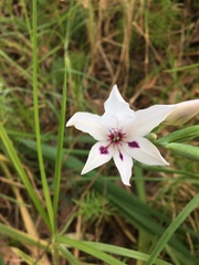 Gladiolus carneus