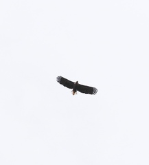 Haliaeetus albicilla