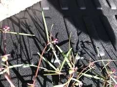 Euphorbia florida