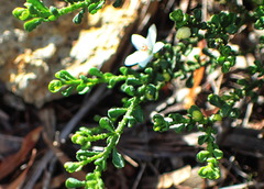 Philotheca verrucosa