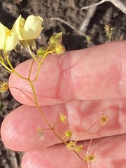 Drosera intricata