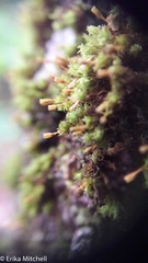 Ulota crispa