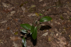 Petermannia cirrosa