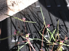 Euphorbia florida