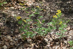 Coronilla coronata