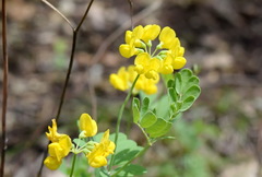 Coronilla coronata