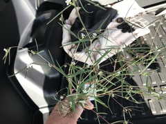 Euphorbia florida