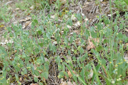 Coronilla scorpioides iNat (3)