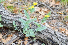 Coronilla coronata