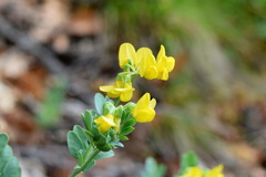 Coronilla coronata