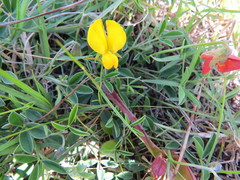 Crotalaria excisa