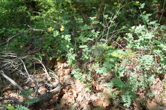 Coronilla coronata
