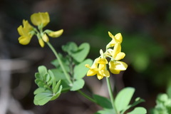 Coronilla coronata