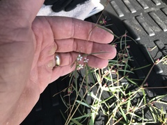 Euphorbia florida
